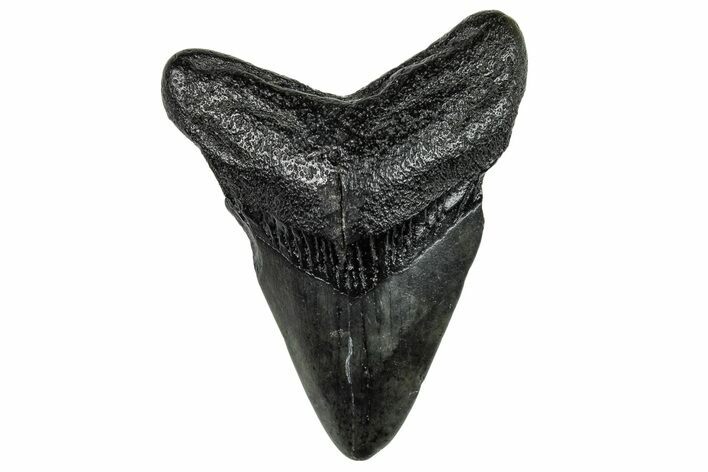 Bargain, Juvenile Megalodon Tooth - Repaired #251687